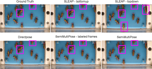Figure 3 for SemiMultiPose: A Semi-supervised Multi-animal Pose Estimation Framework