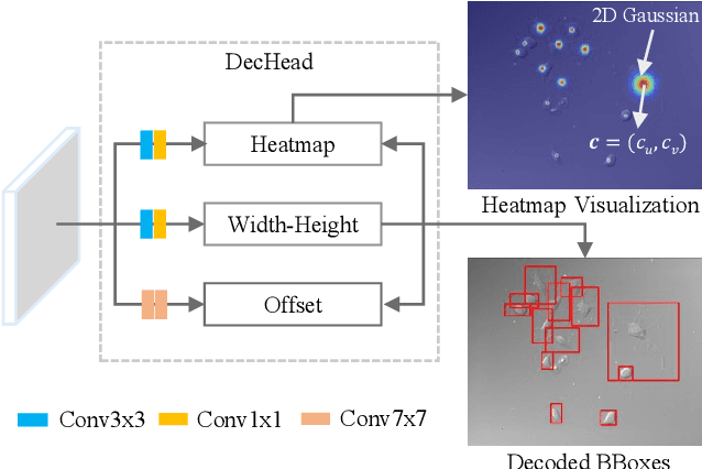 Figure 2 for Object-Guided Instance Segmentation With Auxiliary Feature Refinement for Biological Images