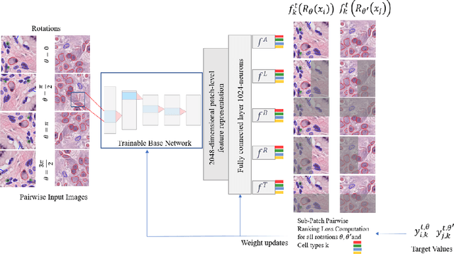 Figure 1 for ALBRT: Cellular Composition Prediction in Routine Histology Images