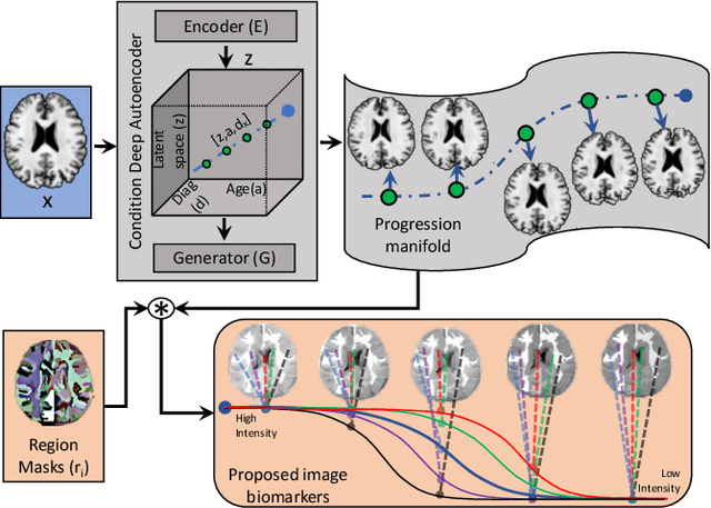 Figure 3 for Degenerative Adversarial NeuroImage Nets: Generating Images that Mimic Disease Progression