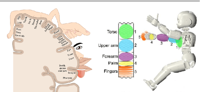 Figure 3 for Sensorimotor representation learning for an "active self" in robots: A model survey
