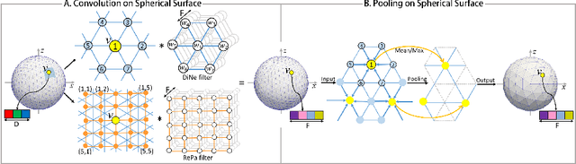 Figure 3 for Spherical U-Net on Cortical Surfaces: Methods and Applications