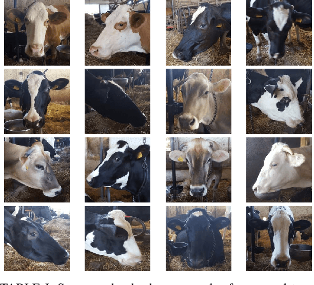 Figure 3 for Multi-views Embedding for Cattle Re-identification
