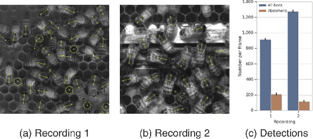 Figure 1 for Pixel personality for dense object tracking in a 2D honeybee hive