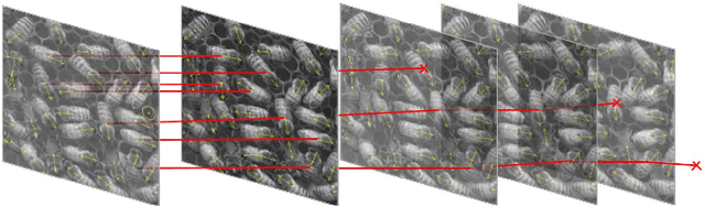 Figure 2 for Pixel personality for dense object tracking in a 2D honeybee hive