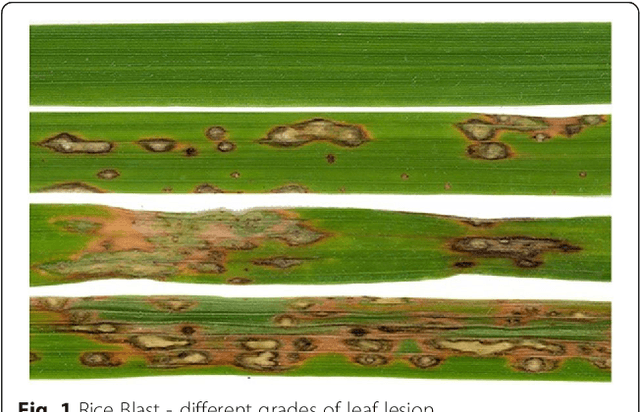 Figure 1 for Predicting rice blast disease: machine learning versus process based models