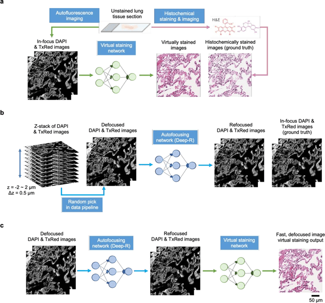 Figure 1 for Virtual staining of defocused autofluorescence images of unlabeled tissue using deep neural networks