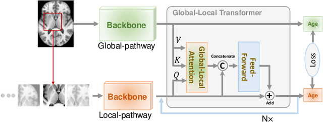Figure 1 for Global-Local Transformer for Brain Age Estimation