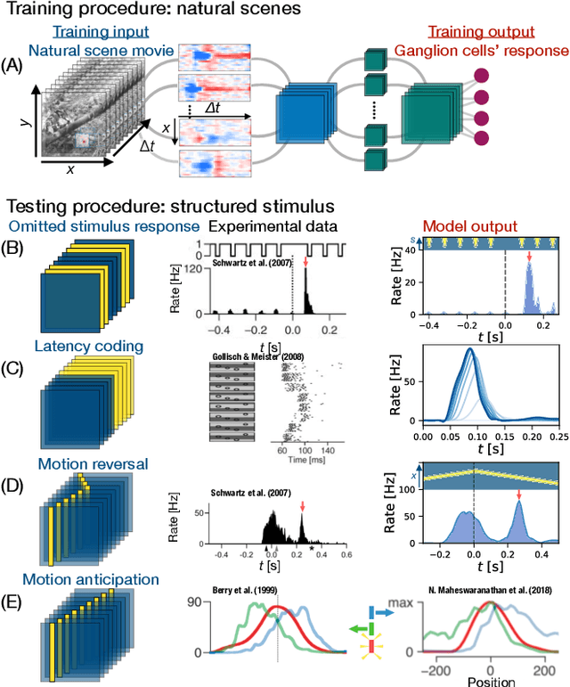 Figure 1 for From deep learning to mechanistic understanding in neuroscience: the structure of retinal prediction