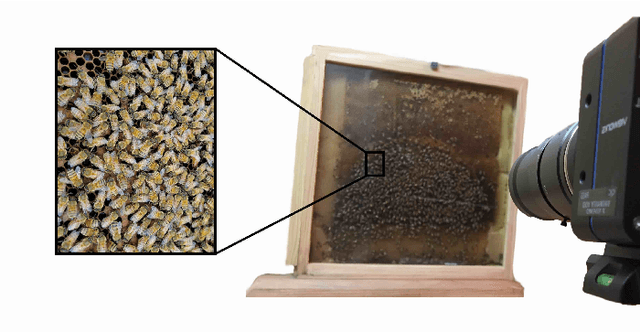 Figure 1 for Towards dense object tracking in a 2D honeybee hive