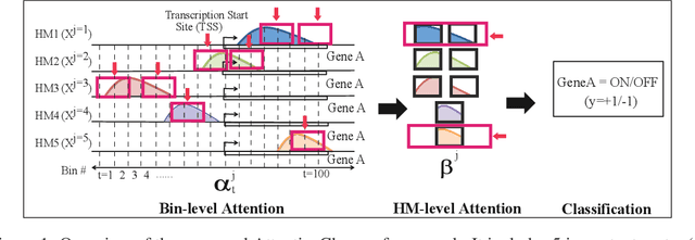 Figure 1 for Attend and Predict: Understanding Gene Regulation by Selective Attention on Chromatin