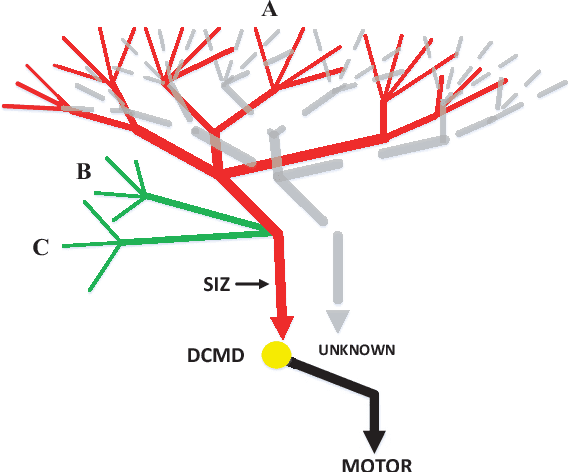 Figure 1 for Collision Selective Visual Neural Network Inspired by LGMD2 Neurons in Juvenile Locusts