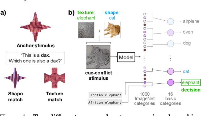 Figure 1 for A Developmentally-Inspired Examination of Shape versus Texture Bias in Machines