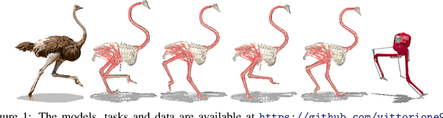 Figure 1 for OstrichRL: A Musculoskeletal Ostrich Simulation to Study Bio-mechanical Locomotion