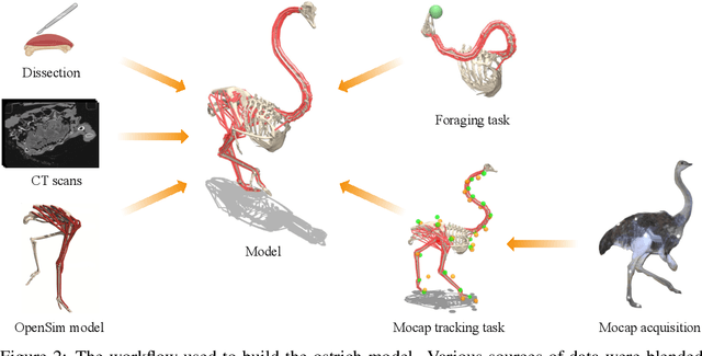 Figure 2 for OstrichRL: A Musculoskeletal Ostrich Simulation to Study Bio-mechanical Locomotion