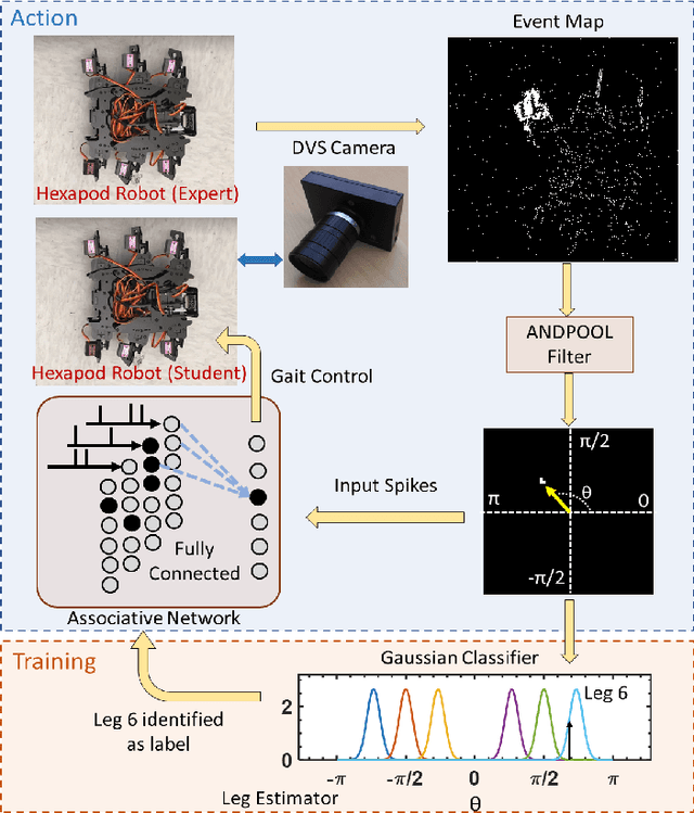 Figure 1 for Bio-inspired Gait Imitation of Hexapod Robot Using Event-Based Vision Sensor and Spiking Neural Network
