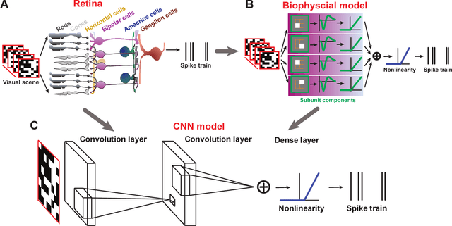 Figure 1 for Revealing Fine Structures of the Retinal Receptive Field by Deep Learning Networks