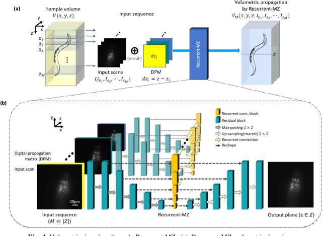 Figure 1 for Recurrent neural network-based volumetric fluorescence microscopy