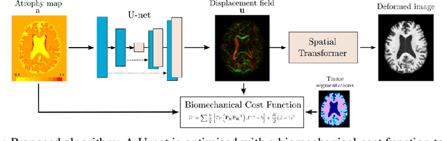 Figure 1 for Biomechanical modelling of brain atrophy through deep learning