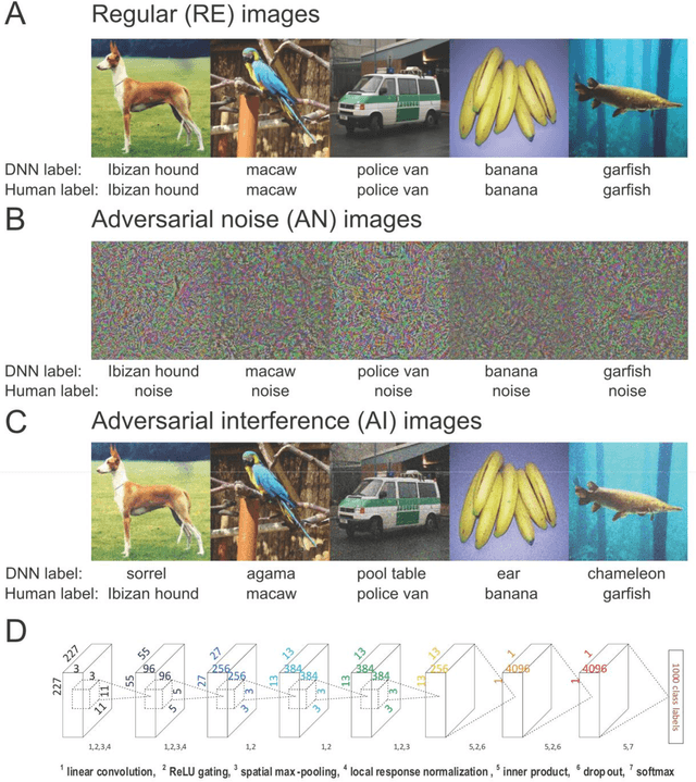 Figure 1 for Dissociable neural representations of adversarially perturbed images in deep neural networks and the human brain