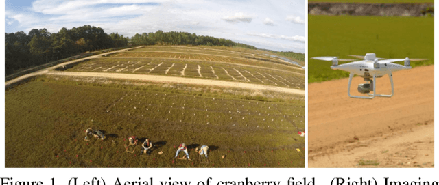Figure 1 for AI on the Bog: Monitoring and Evaluating Cranberry Crop Risk