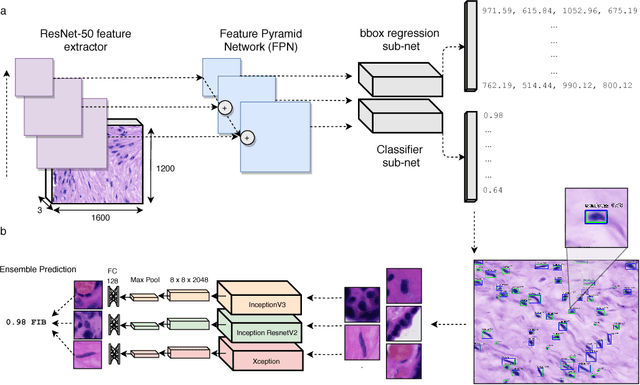 Figure 1 for Towards Deep Cellular Phenotyping in Placental Histology