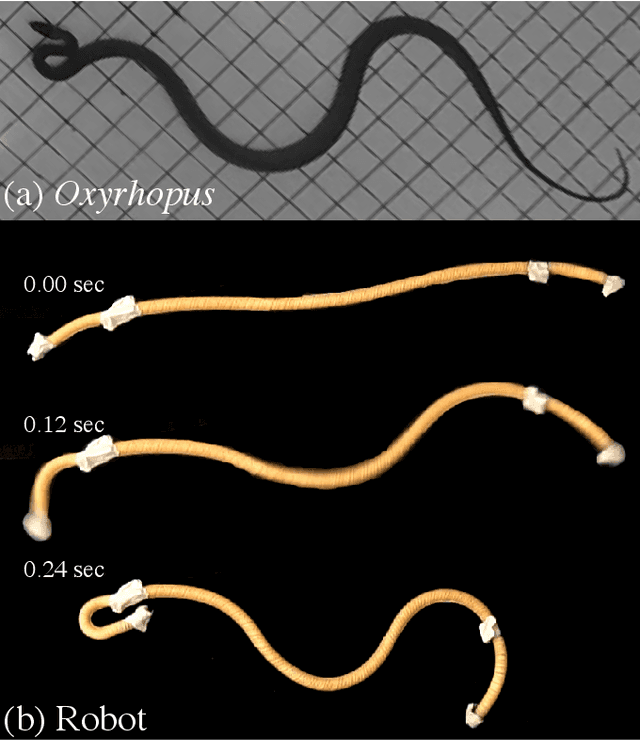 Figure 1 for Emulating duration and curvature of coral snake anti-predator thrashing behaviors using a soft-robotic platform