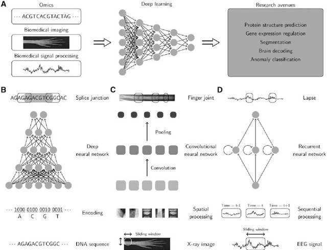 Figure 3 for Deep Learning in Bioinformatics