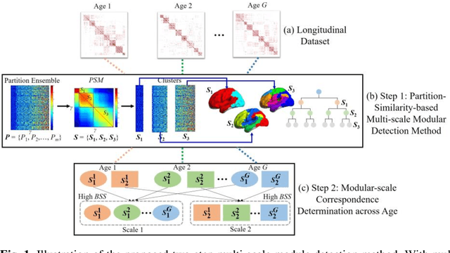 Figure 1 for Co-evolution of Functional Brain Network at Multiple Scales during Early Infancy