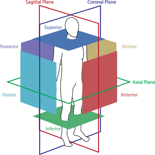 Figure 2 for ConvNet-Based Localization of Anatomical Structures in 3D Medical Images