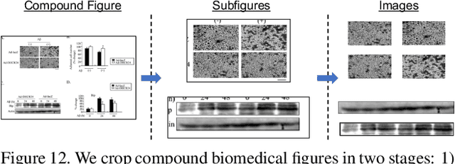 Figure 4 for BioFors: A Large Biomedical Image Forensics Dataset