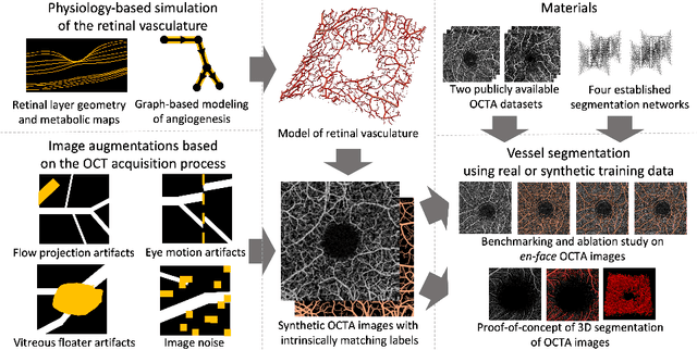 Figure 1 for Physiology-based simulation of the retinal vasculature enables annotation-free segmentation of OCT angiographs