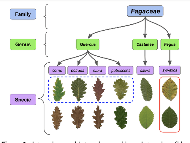 Figure 1 for Two-View Fine-grained Classification of Plant Species