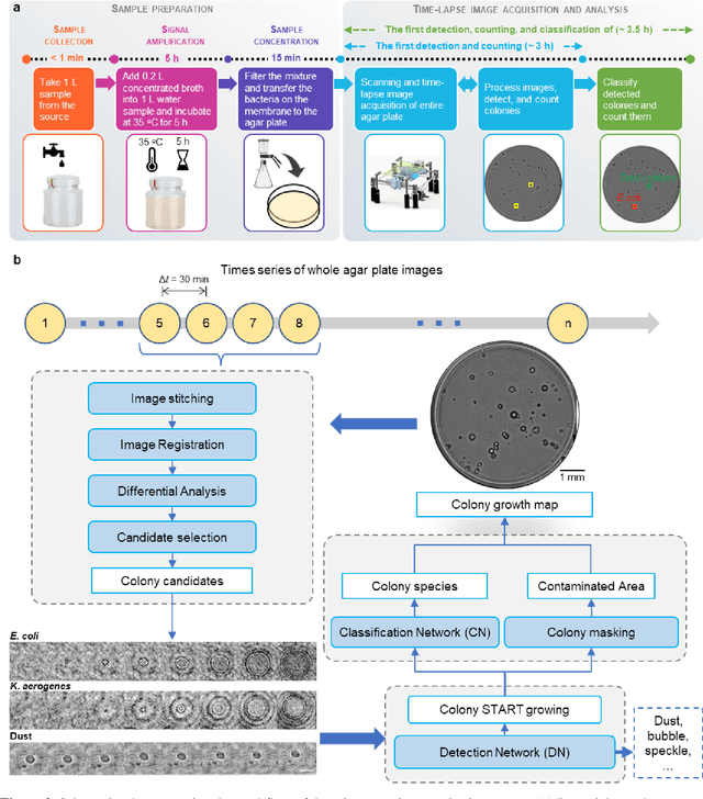 Figure 2 for Early-detection and classification of live bacteria using time-lapse coherent imaging and deep learning