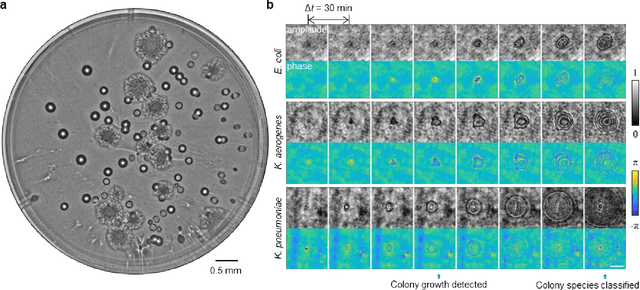 Figure 3 for Early-detection and classification of live bacteria using time-lapse coherent imaging and deep learning