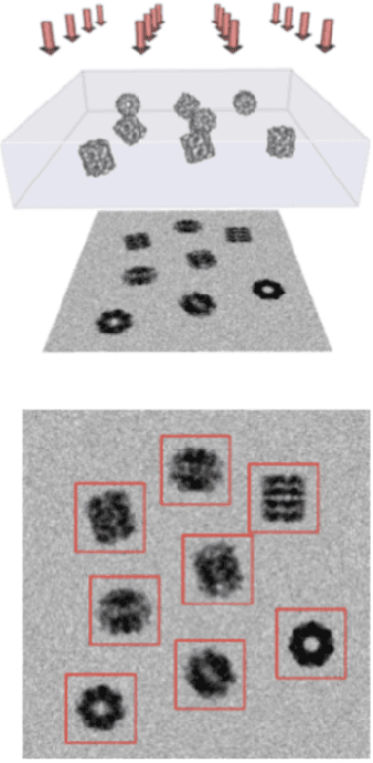 Figure 3 for Differentiable probabilistic models of scientific imaging with the Fourier slice theorem
