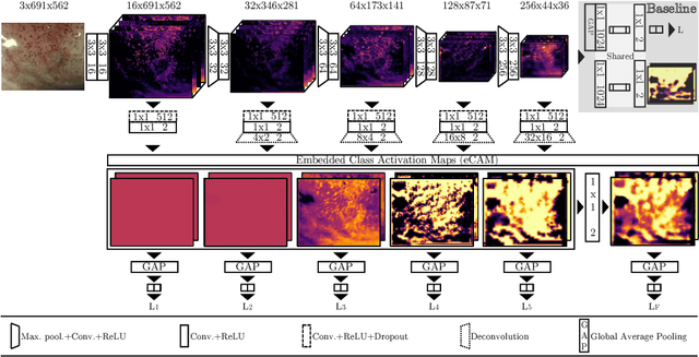 Figure 3 for Interpretable Fully Convolutional Classification of Intrapapillary Capillary Loops for Real-Time Detection of Early Squamous Neoplasia