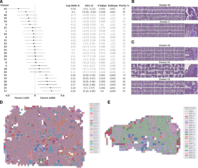 Figure 2 for Self-supervised learning unveils morphological clusters behind lung cancer types and prognosis