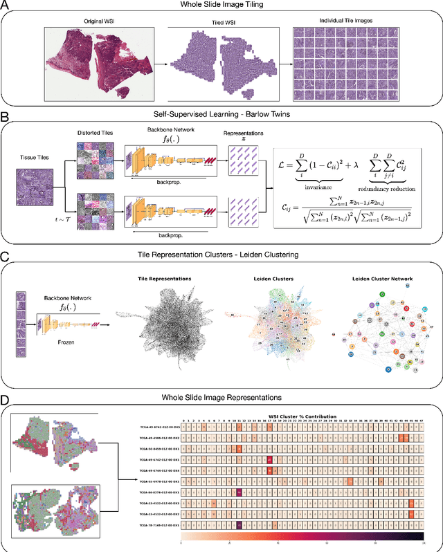 Figure 1 for Self-supervised learning unveils morphological clusters behind lung cancer types and prognosis