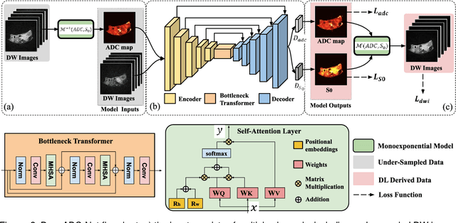 Figure 4 for Learning Apparent Diffusion Coefficient Maps from Undersampled Radial k-Space Diffusion-Weighted MRI in Mice using a Deep CNN-Transformer Model in Conjunction with a Monoexponential Model
