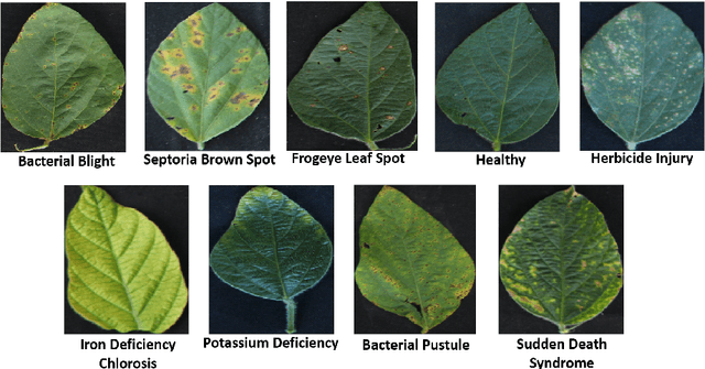 Figure 1 for Usefulness of interpretability methods to explain deep learning based plant stress phenotyping