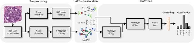 Figure 1 for HACT-Net: A Hierarchical Cell-to-Tissue Graph Neural Network for Histopathological Image Classification