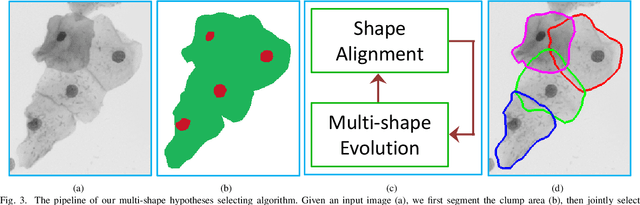 Figure 3 for Constrained Multi-shape Evolution for Overlapping Cytoplasm Segmentation