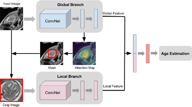 Figure 1 for Deep Learning with Attention to Predict Gestational Age of the Fetal Brain