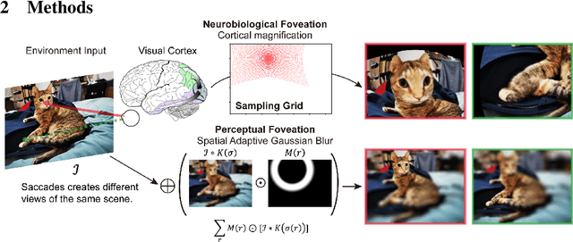 Figure 1 for On the use of Cortical Magnification and Saccades as Biological Proxies for Data Augmentation