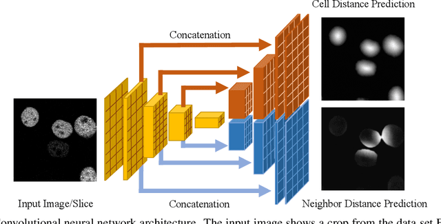 Figure 3 for Cell Segmentation and Tracking using Distance Transform Predictions and Movement Estimation with Graph-Based Matching