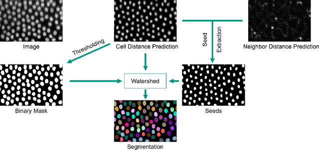 Figure 4 for Cell Segmentation and Tracking using Distance Transform Predictions and Movement Estimation with Graph-Based Matching