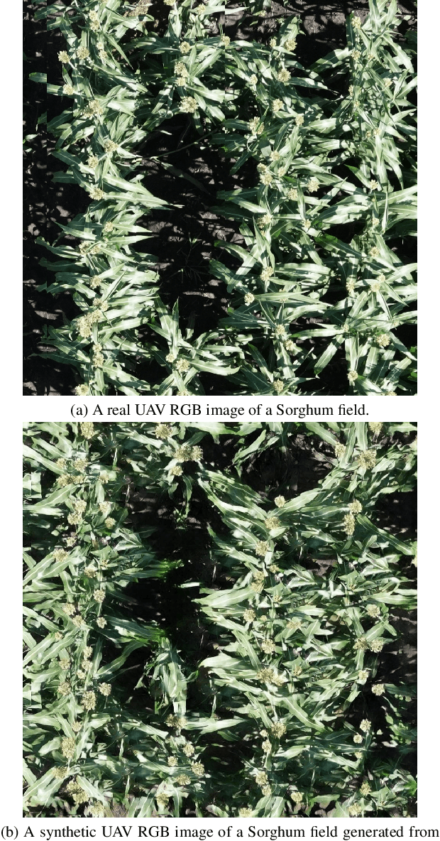 Figure 3 for High-Resolution UAV Image Generation for Sorghum Panicle Detection