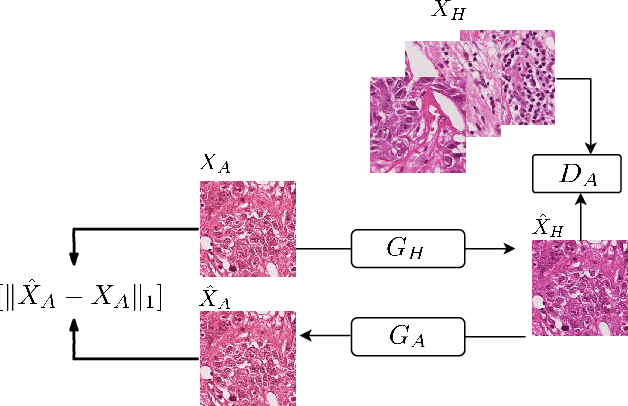 Figure 3 for StainGAN: Stain Style Transfer for Digital Histological Images