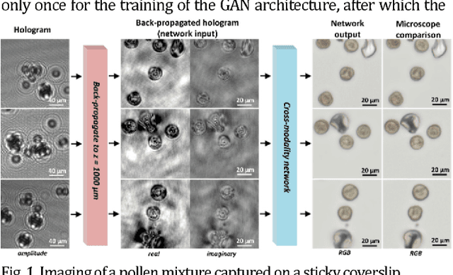 Figure 1 for Cross-modality deep learning brings bright-field microscopy contrast to holography